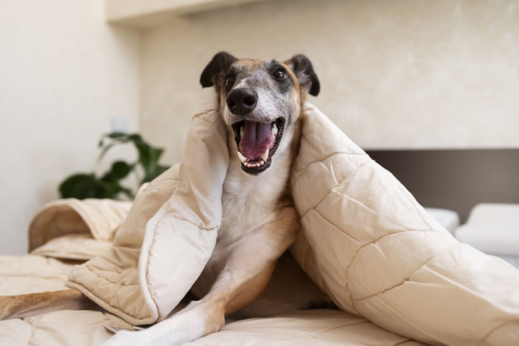 La vacanza diventa a quattro zampe, strutture Pet Friendly alla riscossa